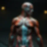 Detailed anatomy of major muscle groups